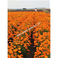 RS ENTERPRISES Iris Marigold Orange IHS-786 F1 Benih Hibrida Hasil Tinggi Tanaman Bunga 50/100/1000 PVT. LTD.