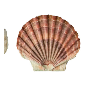 แก้วไวน์เปลือกหอยธรรมชาติบริสุทธิ์เหมาะสำหรับบ้านชายฝั่งและการตกแต่งมหาสมุทร - Product Image 1