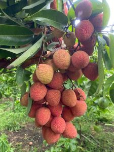 Your Trusted Supplier of Frozen Lychee Fabric Offering the Best Rates for Bulk Orders Ensuring Quality and Savings for You! - Product Image 2