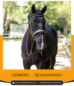 Riel de seguridad de 2022 grados, accesorio de imitación de aleación de aluminio, antideslizante - Product Image 5