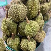 Khey Taladthai Verse Grade Whole Monthong Durian - Geniet van elke hap Koningsvruchten Handgeplukt Verpakt in doos 0,5 kg 2-3 weken houdbaarheid