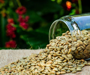 Granos de Café Robusta Verde de Origen Vietnamita de Primera Calidad, Grado A, Vilaconic, Listos para Exportación, Venta al por Mayor, OEM/ODM - Product Image 4