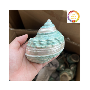 Coque turbo verte naturelle de qualité supérieure du Vietnam pour les remplisseurs de vases d'aquarium et la décoration côtière faite à la main - Product Image 6