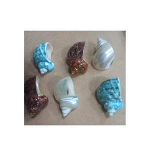 ข้อมูลทองคำ99แบบในเวียดนามช่วยให้เปลือกหอยมีสองโทนสำหรับงานหัตถกรรมตกแต่งและธีมทะเล - Product Image 5
