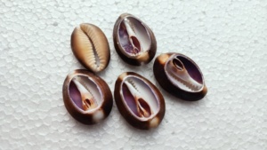 Conchas de mar cortadas a medida Raja cowry ideales para diseñadores de joyas y tiendas de cuentas - Product Image 4