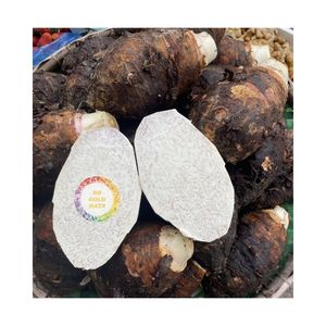 VENTE EN GROS USINE DIRECT RACINE DE TARO FRAIS COLLECTÉE DU VIETNAM FARM MEILLEURE VENTE TARO VIOLET - Product Image 3