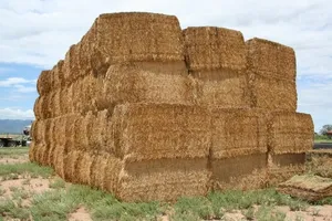 Equipo confiable contemporáneo para la fabricación de paquetes de paja cuadrados medianos estilo seco; Parte completa para uso agrícola y alimentario - Product Image 3