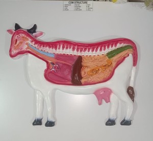 Modelo Anatómico de Vaca de Metal Educativo con Ocho Partes, Ayuda Didáctica Anatómica Bovina - Product Image 2