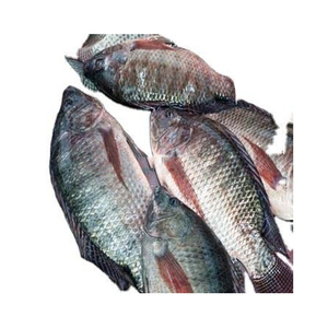Tilapia congelada estándar de exportación, fresca, higiénicamente empaquetada y lista para granel - Product Image 3