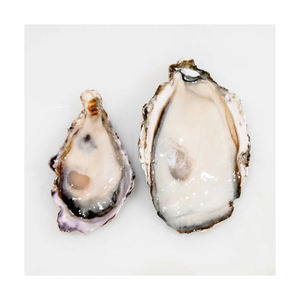 Entrega rápida de ostras kaki cultivadas con concha, listas para suministro a granel constante - Product Image 6