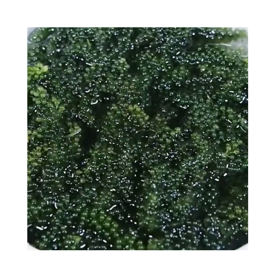 Export Quality Rehydrated Sea Grapes Dried Green Caviar Seaweed from Vietnam Bulk Supply