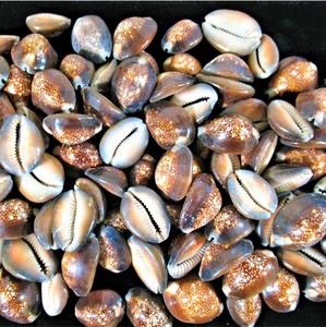 El más vendido, conchas marinas genuinas perforadas de alta calidad, Concha grande de cauri para hacer joyas, Arte y manualidades de 99 Gold - Product Image 6