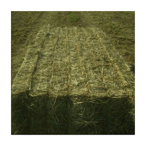 หญ้าโรดส์แบบห่อใหญ่ หญ้าแห้งสะอาด จัดส่งสำหรับผู้ซื้อจำนวนมาก - Product Image 6