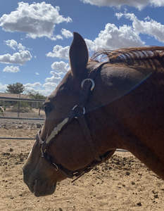Cabestro suave acolchado negro y azul y plomo de cuero con cadena Cabestro de caballo de acero inoxidable de la India - Product Image 4