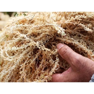 MOUSSE DE FORÊT SÉCHÉE MOUSSE DE FORÊT VERTE POUR ARBRE DE JARDIN ET DÉCORATION MURALE Quantité Écologique Mousse blanche séchée Forêt 2025 - Product Image 2