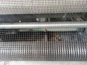 Thép mạ kẽm gia cố hàn dây lưới cuộn Hàn lưới hàng rào - Product Image 3
