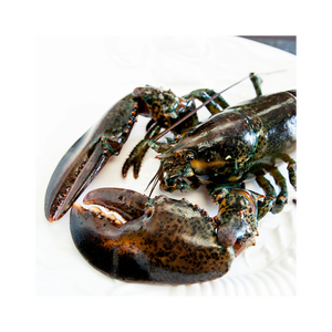 กุ้งมังกรสดพร้อมส่งออกต่างประเทศสำหรับผู้ค้าปลีกอาหารทะเล - Product Image 4