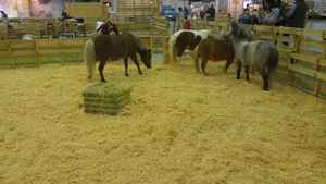 Meilleur vendeur rasage de bois de qualité pour la litière des animaux Produit Copeaux de bois copeaux de bois - Product Image 2