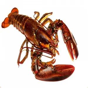 Grosir Lobster Frozen segar dan kualitas terbaik, Lobster untuk dijual dengan harga murah grosir