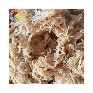 Musgo de mar púrpura seco natural, alga irlandesa de musgo sin sal, Chondrus Crispus salvaje, sargazo, 25kg a granel - Product Image 5