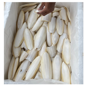 100% Natural <b>Cuttlefish</b> Bone From Vietnam, Chic <b>Cuttlefish</b> Bone For Pet Toys, Fresh <b>Cuttlefish</b> Bone For Polishing, Eco-Friendly - Product Image 3