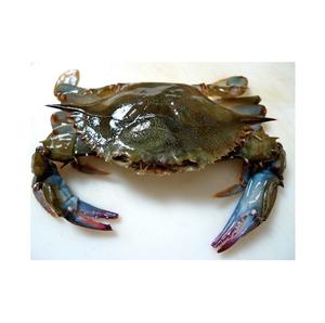 Cangrejos de Barro Vivos de la Mejor Calidad a Precio de Oferta / Cangrejo de Barro Congelado Mariscos / Cangrejos Frescos - Product Image 4