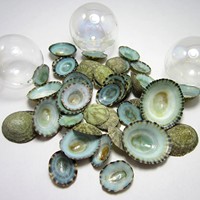 Coquille de limpet vert naturel séchée, limpets secs et propres, collection de coquillages marins, prix de gros compétitif