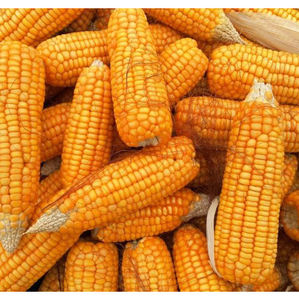 Vente en gros de maïs jaune séché en grains en vrac maïs jaune de haute qualité pour la consommation humaine et l'utilisation animale prêt à l'exportation (NON-GMO) - Product Image 2