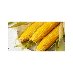 MAÏS JAUNE/MAÏS JAUNE POUR L'ALIMENTATION DES ANIMAUX - Product Image 5