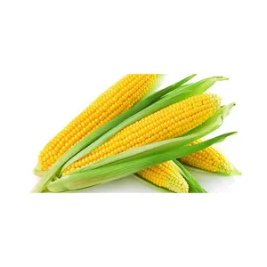 Grosir jagung kuning manis Non Gmo jumlah besar jagung kuning kalengan Maiz 185g grosir kualitas tinggi kelas standar jagung kuning GMO/Ma