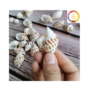 เปลือกหอยหอยทากหวานจากเวียดนามเป็นตัวเลือกที่ดีที่สุดสำหรับร้านอาหารและผู้นำเข้าอาหารทะเล - Product Image 5