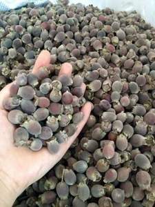 BAYAS MYRTLE SECAS/TÓNICO NATURAL/RICO ANTIOXIDANTE/INGREDIENTES LIMPIOS - Product Image 5