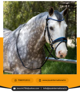 ผู้ผลิตอินเดียและผู้จำหน่ายเครื่องแต่งกายบังเหียนสมาร์ทหินคริสตัล - Product Image 2