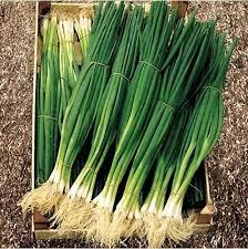 Semi di 600 pezzi, terreno in vaso biologico, originale, fresco, senza amaro, verde sono il nostro dono. - Product Image 2