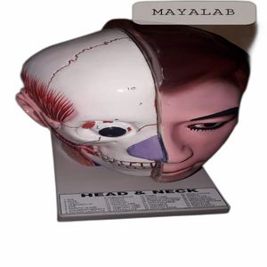 Anatomical Model Human <b>Head</b> Neck PVC Medical Science Skeleton for <b>Training</b> for Medical School Featuring Plastic Torso Model - Product Image 2