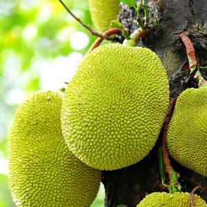 Jackfruit surgelé 100% biologique IQF pour l'exportation en vrac avec un bon prix et une livraison rapide / Jackfruit surgelé de haute qualité en provenance du Vietnam - Product Image 6