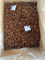 Tanaman Baru 2025 Bunga Musim Gugur Besar Bunga Anise Bintang Asal Vietnam Kualitas Premium Harga Grosir Terbaik WS+84359166896
