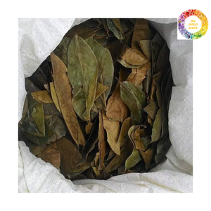 Feuilles de corossol séchées d'origine du Vietnam-Feuilles de Graviola séchées au soleil traditionnelles remplies d'avantages à base de plantes - Product Image 5