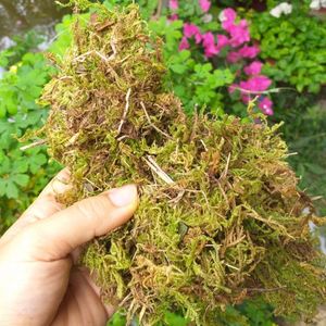 มอสป่าส sphagnum มอสแห้งสำหรับชุบต้นไม้ป้องกันความชื้นจากจังหวัด Cao Bang vietnams
