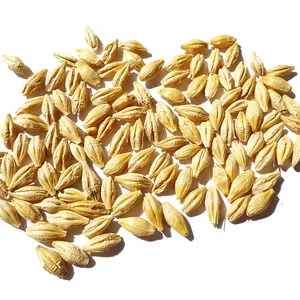 Bulk Quantity Manufacturer of Good Quality Animal Feed Barley Grains at Factory Price