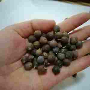 Premium organic juniper berries natural dried bulk supply new season wholesale private label packaging high quality berries - Product Image 2