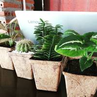 Pot Tanaman dan Pot Bunga dari Serat Kelapa, Ramah Lingkungan, Biodegradable, untuk Penggunaan Rumah & Taman, dari Produsen Eco2go Vietnam