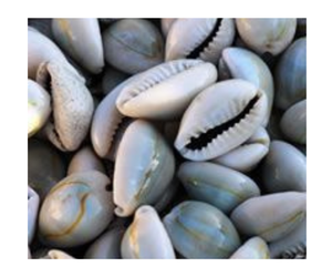 Vente chaude naturel gris cauri perles de coquille de mer tranche pas de trou en vrac dans le paquet pour bricolage faisant des accessoires de bijoux - Product Image 1