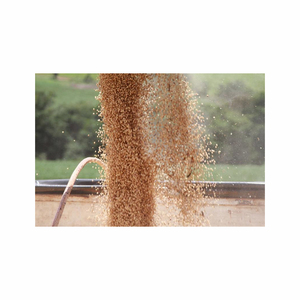 Harina de soja de calidad brasileña al por mayor, judías proteicas frescas para alimentación animal, directo de fabricantes - Product Image 2