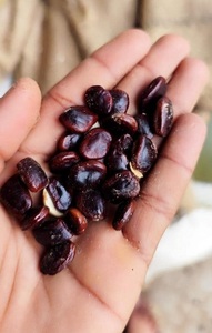 Chất lượng cao khô nguyên Me hạt giống - Product Image 3