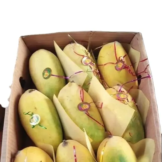Hoge Kwaliteit Export Mango Zand Mango Zand Hoa Loc Mango Zand Chu...