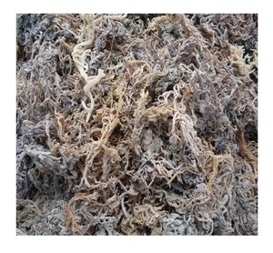 Algues Eucheuma Cottonii de qualité supérieure du Vietnam-Algues Eucheuma Cottonii séchées de haute qualité Wildcraft Purple Seaweed - Product Image 1