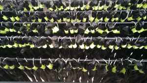 Extensiones de Cabello Humano Indio Original Sin Procesar, Sin Enredos, de Primera Calidad, Crudo, Sedoso, Liso, Ondulado, Largo, Paquetes de Cabello, Hair King All - Product Image 3