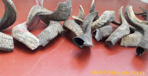 Corne de mouton naturelle Corne de bélier - Product Image 2