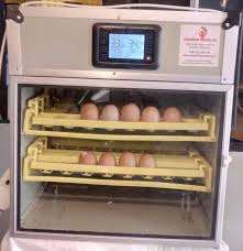 Incubateur d'œufs de poulet entièrement automatique à haute productivité / Fabricants d'œufs à vendre - Product Image 4